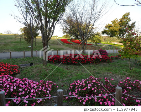 Autumn flowers at Umami Hill Park Autumn flowers at Umami Hill Park 115977943