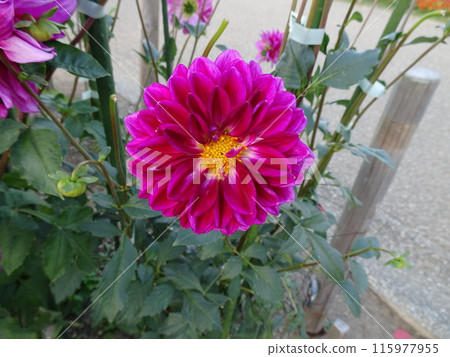 Umamikyuryo 公園的秋花 Umamikyuryo 公園的秋花 115977955