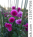Autumn flowers at Umami Hill Park 115977956