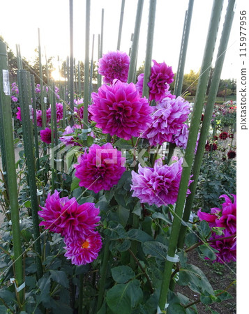 Umamikyuryo 公園的秋花 115977956