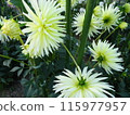 Autumn flowers at Umami Hill Park 115977957
