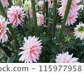 Autumn flowers at Umami Hill Park 115977958