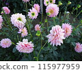 Autumn flowers at Umami Hill Park 115977959
