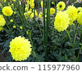 Autumn flowers at Umami Hill Park 115977960