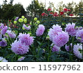 Autumn flowers at Umami Hill Park 115977962