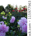 Autumn flowers at Umami Hill Park 115977963