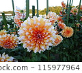 Autumn flowers at Umami Hill Park 115977964