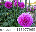 Autumn flowers at Umami Hill Park 115977965