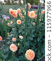 Autumn flowers at Umami Hill Park 115977966