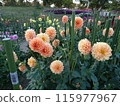 Autumn flowers at Umami Hill Park 115977967