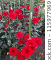 Autumn flowers at Umami Hill Park 115977969