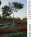 Autumn flowers at Umami Hill Park 115977970