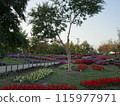 Autumn flowers at Umami Hill Park 115977971