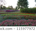 Autumn flowers at Umami Hill Park 115977972
