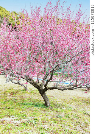 紅梅盛開,預示著春天的到來 紅梅盛開,預示著春天的到來 115978013