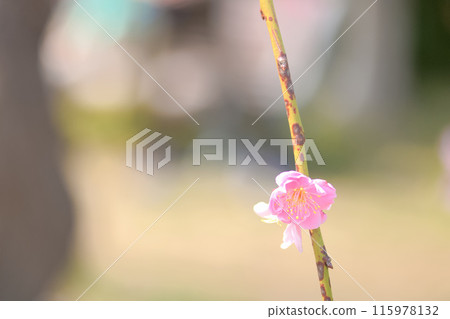 [愛知縣] 名古屋市農業中心的梅花 115978132