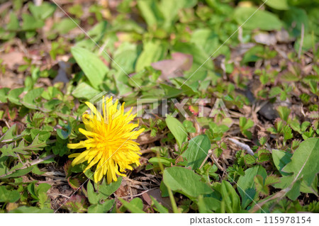 Dandelion Dandelion 115978154