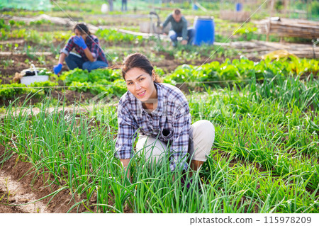 Woman farmer harvesting green onions on field Woman farmer harvesting green onions on field 115978209