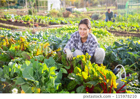 Smiling asian woman checking beet crops in vegetable garden 115978210