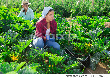 Two women farmers, collect the harvest of ripe zucchini, putting them in crates Two women farmers, collect the harvest of ripe zucchini, putting them in crates 115978255