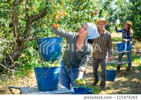 Female farmer picking ripe pears in orchard 115978265
