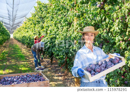 Woman with box full of plums standing in plantation 115978291