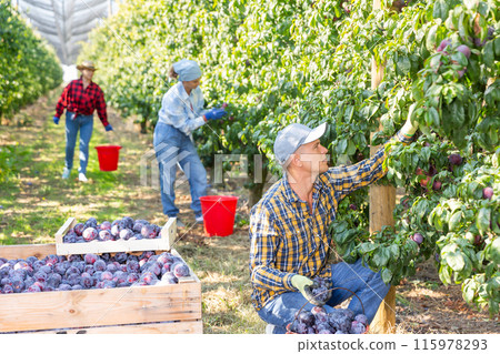 Team of farm workers harvesting organic plums Team of farm workers harvesting organic plums 115978293
