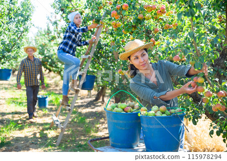 Female farmer picking ripe pears in orchard 115978294