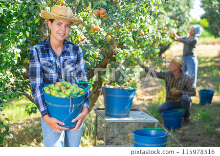 Woman posing near buckets with harvested pears 115978316