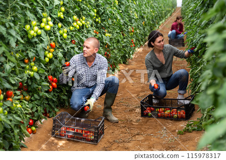 Positive man harvesting tomatoes in greenhouse 115978317