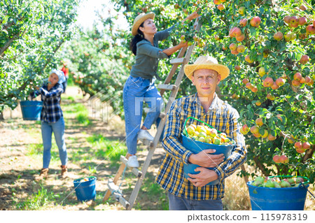 Man gardener holding bucket full of pears in garden Man gardener holding bucket full of pears in garden 115978319