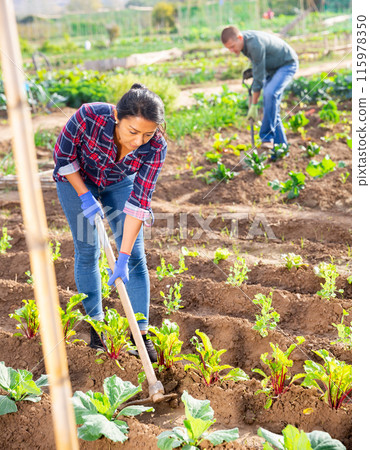Hispanic woman hilling vegetable seedlings in garden beds 115978350