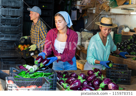 Three workers in vegetable warehouse 115978351
