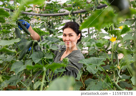 Woman harvesting cucumbers 115978378