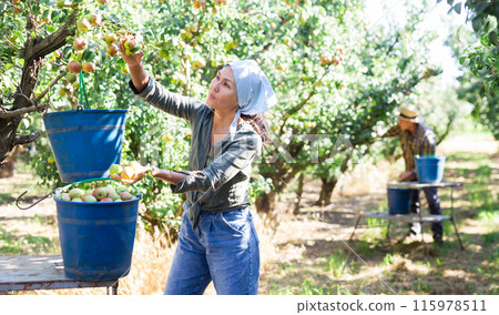 Female farmer picking ripe pears in orchard 115978511