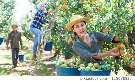 Asian female gathering harvest of pears at orchard Asian female gathering harvest of pears at orchard 115978523