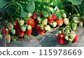 Ripening strawberry bunches hang from the side of a wooden bed in the garden 115978669