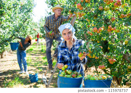 Woman farmer picking ripe pears in orchard Woman farmer picking ripe pears in orchard 115978737