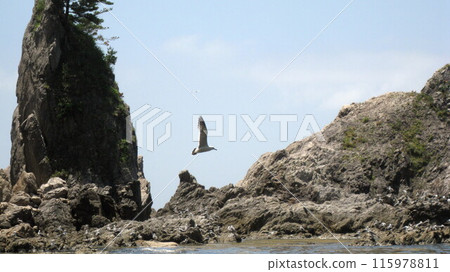 日本海、怪石、眼鏡岩海岸的黑尾鷗 日本海、怪石、眼鏡岩海岸的黑尾鷗 115978811