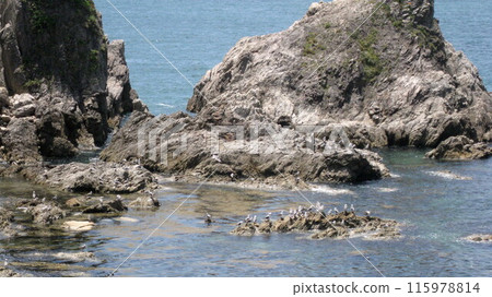 日本海、怪石、眼鏡岩海岸的黑尾鷗 日本海、怪石、眼鏡岩海岸的黑尾鷗 115978814