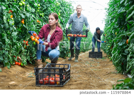 Collective picking of tomatoes Collective picking of tomatoes 115978864