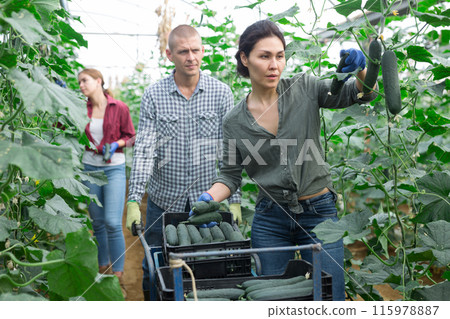 Three workers picking cucumbers 115978887
