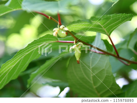獼猴桃幼果生長 115978893