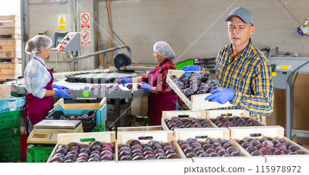 Farmer standing with boxe full of plums at warehouse Farmer standing with boxe full of plums at warehouse 115978972