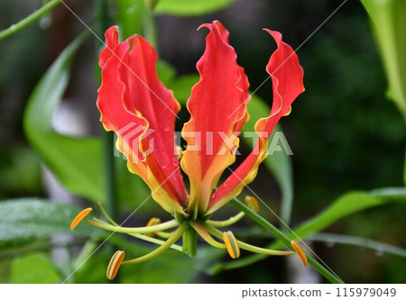 Blooming Gloriosa, a tropical red flower, Gloriosa in the rain Blooming Gloriosa, a tropical red flower, Gloriosa in the rain 115979049