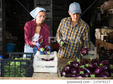 Couple of young smallholder farmers sorting freshly picked eggplants Couple of young smallholder farmers sorting freshly picked eggplants 115979117