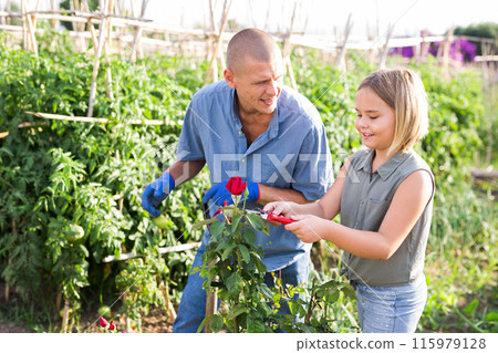 Little daughter helping her father cut fresh roses in the garden 115979128