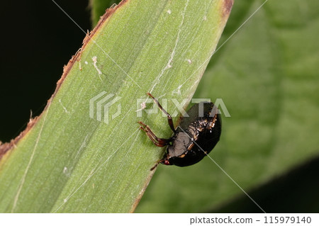 活體昆蟲:Tademaru椿象,大小3~4毫米。身體粗壯,臀部有狹窄的淡黃色邊框 活體昆蟲:Tademaru椿象,大小3~4毫米。身體粗壯,臀部有狹窄的淡黃色邊框 115979140