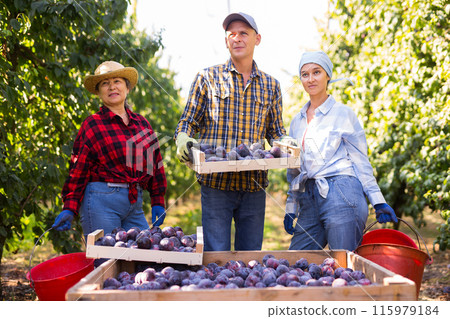 Successful farmers standing in garden near box of plums 115979184