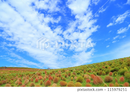 Kokia 秋葉,山景 Kokia 秋葉,山景 115979251